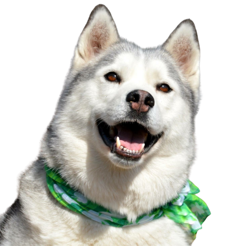 main dog picture